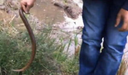 钓黄鳝视频,跟随视频学技巧，轻松捕获美味佳肴